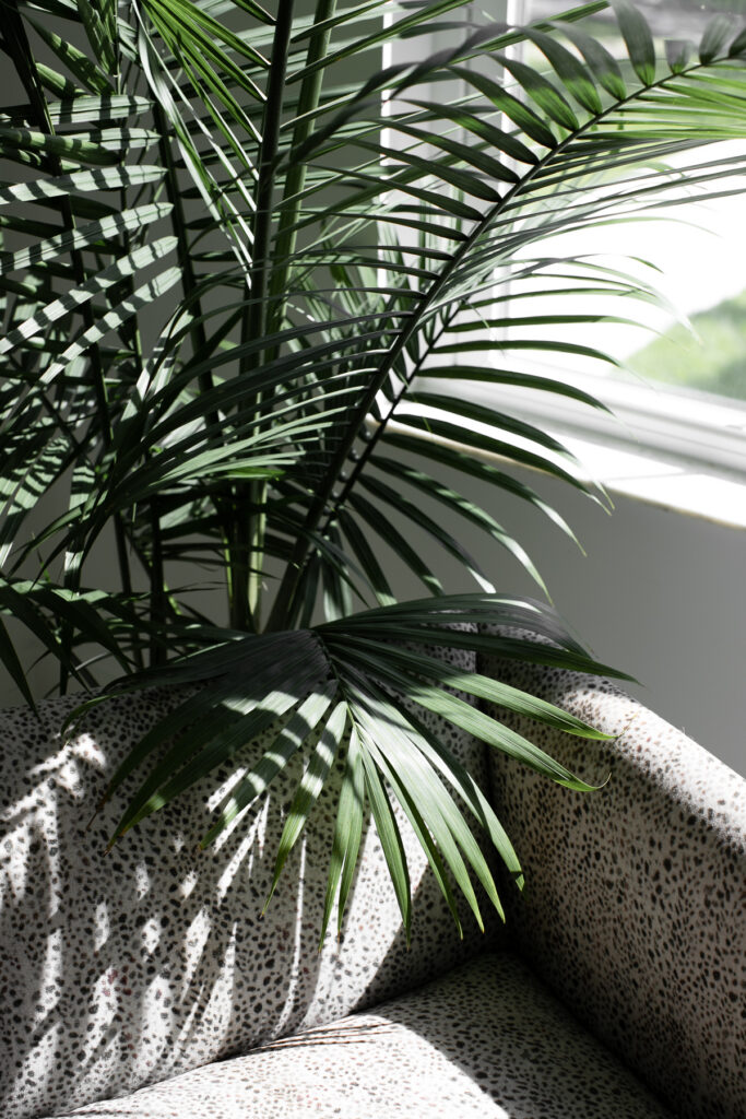 Sunlight filtering through palm leaves beside a window, casting layered shadows across an upholstered chair.